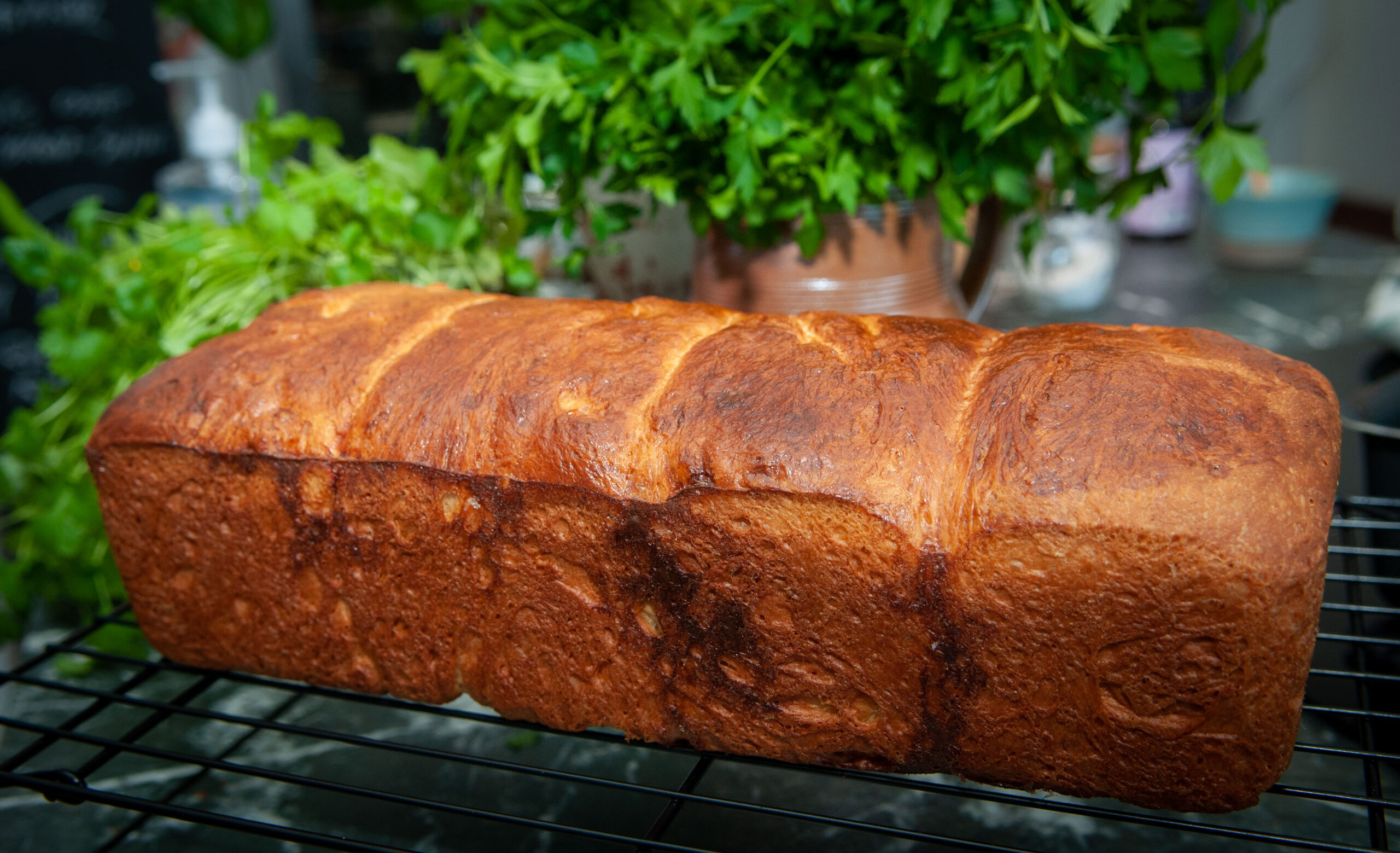 Maltbrød